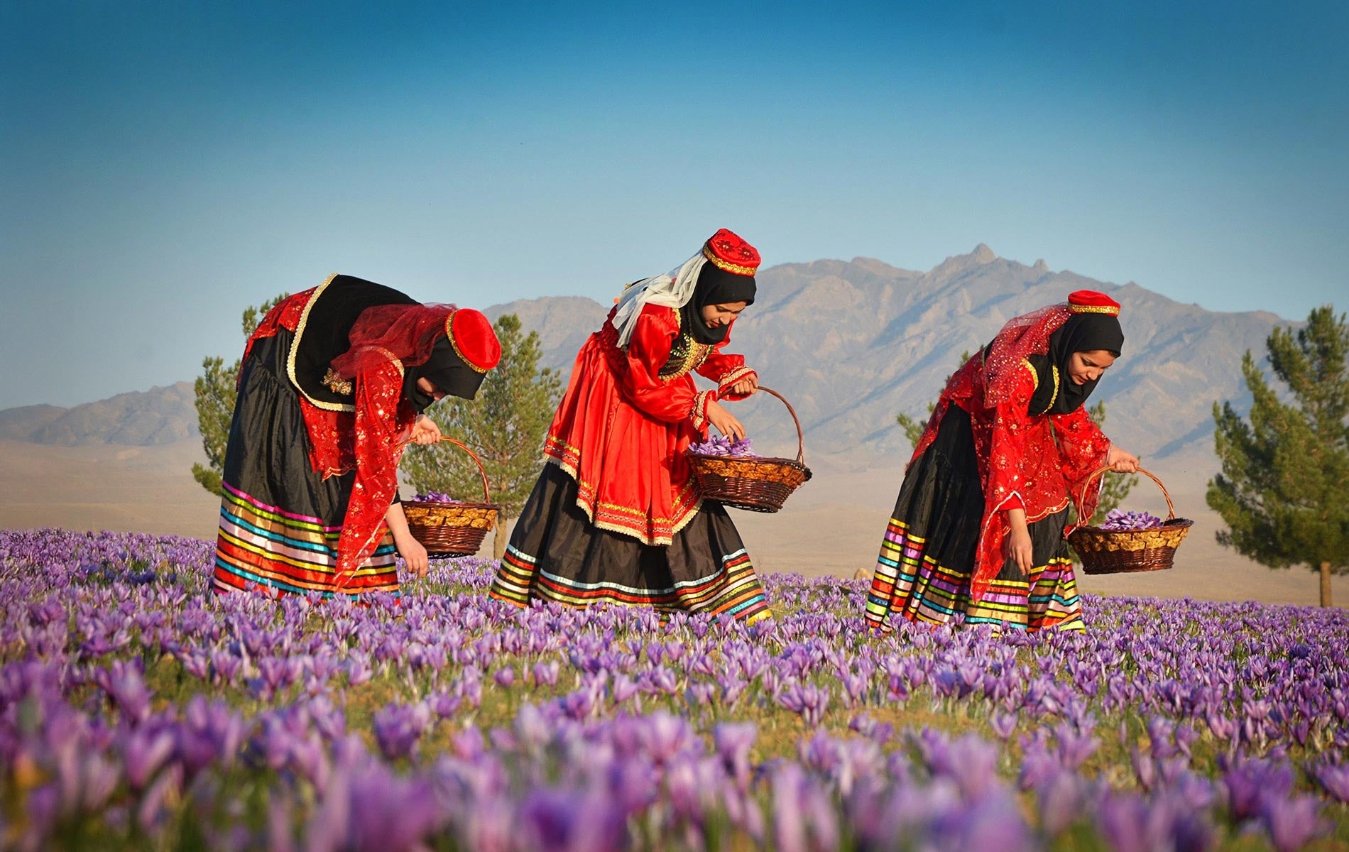 saffron harvesting